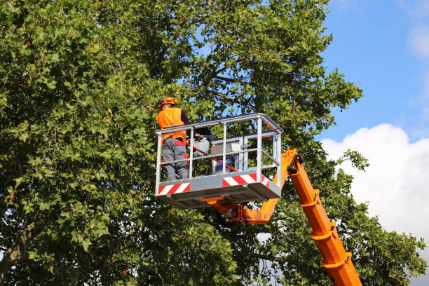 Best Stump Grinding and Removal  in Silver Grove, KY