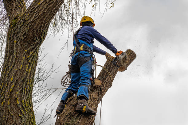 Best Leaf Removal  in Silver Grove, KY